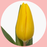 Tulp Yellow - Emadepäev 2024