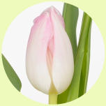 Tulp si Pink - Emadepäev 2026