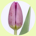 Tulp si Purple - Emadepäev 2026