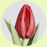 Tulp si Red - Emadepäev 2026