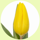 Tulp si Yellow - Emadepäev 2026