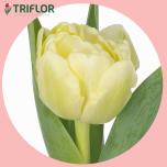Tulp do AVANTGARDE - Sõbrapäev 2026