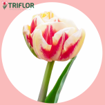 Tulp do BED OF ROSES - Sõbrapäev 2026