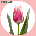 Tulp fr BELL SONG - Sõbrapäev 2026