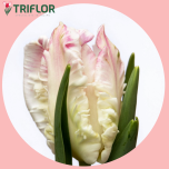Tulp pa CABANNA - Sõbrapäev 2026