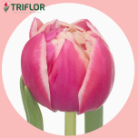 Tulp do COLUMBUS - Sõbrapäev 2026