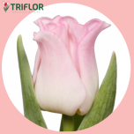 Tulp co CROWN OF DYNASTY - Sõbrapäev 2026