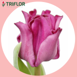 Tulp co CROWN OF NEGRITA - Sõbrapäev 2026