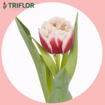 Tulp fr DOUBLE CRYSTAL - Sõbrapäev 2026