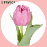 Tulp do DRESSING - Sõbrapäev 2026