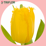 Tulp fr GOLDEN STATE - Sõbrapäev 2026