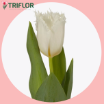 Tulp fr HONEYMOON - Sõbrapäev 2026