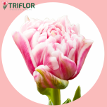 Tulp do LETS DANCE - Sõbrapäev 2026