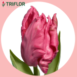 Tulp pa MARVEL PARROT - Sõbrapäev 2026
