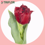 Tulp fr MASCOTTE ROUGE - Sõbrapäev 2026