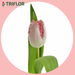 Tulp fr NEGLIGE - Sõbrapäev 2026