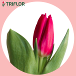 Tulp si PINK ARDOUR - Sõbrapäev 2026