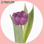 Tulp do RESPECTABLE - Sõbrapäev 2026