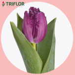 Tulp fr SAN CLEMENTE - Sõbrapäev 2026