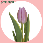Tulp si SUMMER BREEZE - Sõbrapäev 2026