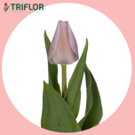 Tulp si SWEET BREEZE - Sõbrapäev 2026