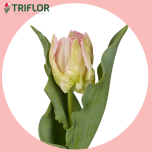 Tulp pa ZAMBESI - Sõbrapäev 2026