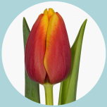 Tulp si Bi-Color Red - Naistepäev 2026