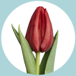 Tulp si Red - Naistepäev 2026