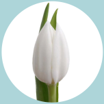 Tulp si White - Naistepäev 2026