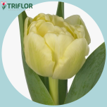 Tulp do AVANTGARDE - Naistepäev 2026