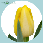 Tulp si ANTARCTICA GOLD - Naistepäev 2026
