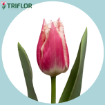 Tulp fr BELL SONG - Naistepäev 2026