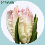 Tulp pa CABANNA - Naistepäev 2026