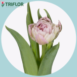 Tulp do CLEAN PRICE - Naistepäev 2026