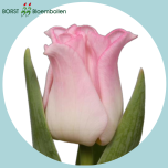 Tulp co CROWN OF DYNASTY - Naistepäev 2026