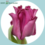 Tulp co CROWN OF NEGRITA - Naistepäev 2026