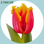 Tulp fr DAVENPORT - Naistepäev 2026