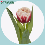 Tulp fr DOUBLE CRYSTAL - Naistepäev 2026