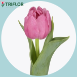 Tulp do DRESSING - Naistepäev 2026