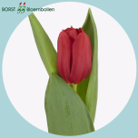 Tulp si DYNAMO - Naistepäev 2026