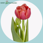 Tulp do ETCHED SALMON - Naistepäev 2026