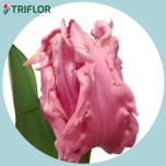 Tulp pa FLAMINGO QUEEN - Naistepäev 2026