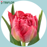 Tulp do FLASH POINT - Naistepäev 2026