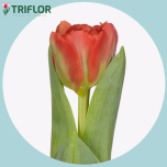 Tulp do GENEVA - Naistepäev 2026