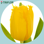 Tulp fr GOLDEN STATE - Naistepäev 2026
