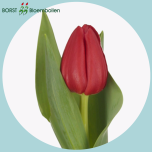 Tulp si HEARTBREAKER - Naistepäev 2026