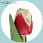 Tulp si HEMA - Naistepäev 2026