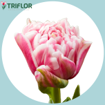 Tulp do LETS DANCE - Naistepäev 2026