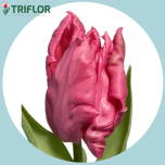 Tulp pa MARVEL PARROT - Naistepäev 2026
