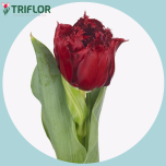 Tulp fr MASCOTTE ROUGE - Naistepäev 2026